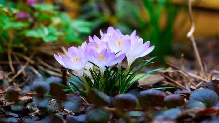 small purple flowers, spring pictures for desktop, surrounded by leaves and greenery