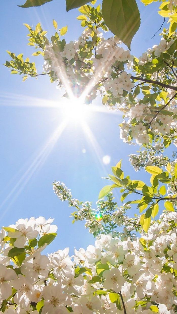 sun shining, phone wallpaper, spring flowers wallpaper, blooming tree, with white blooms