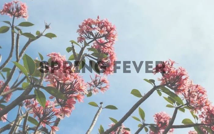 spring fever quote, spring pictures for desktop, blue skies, blooming tree, in the background