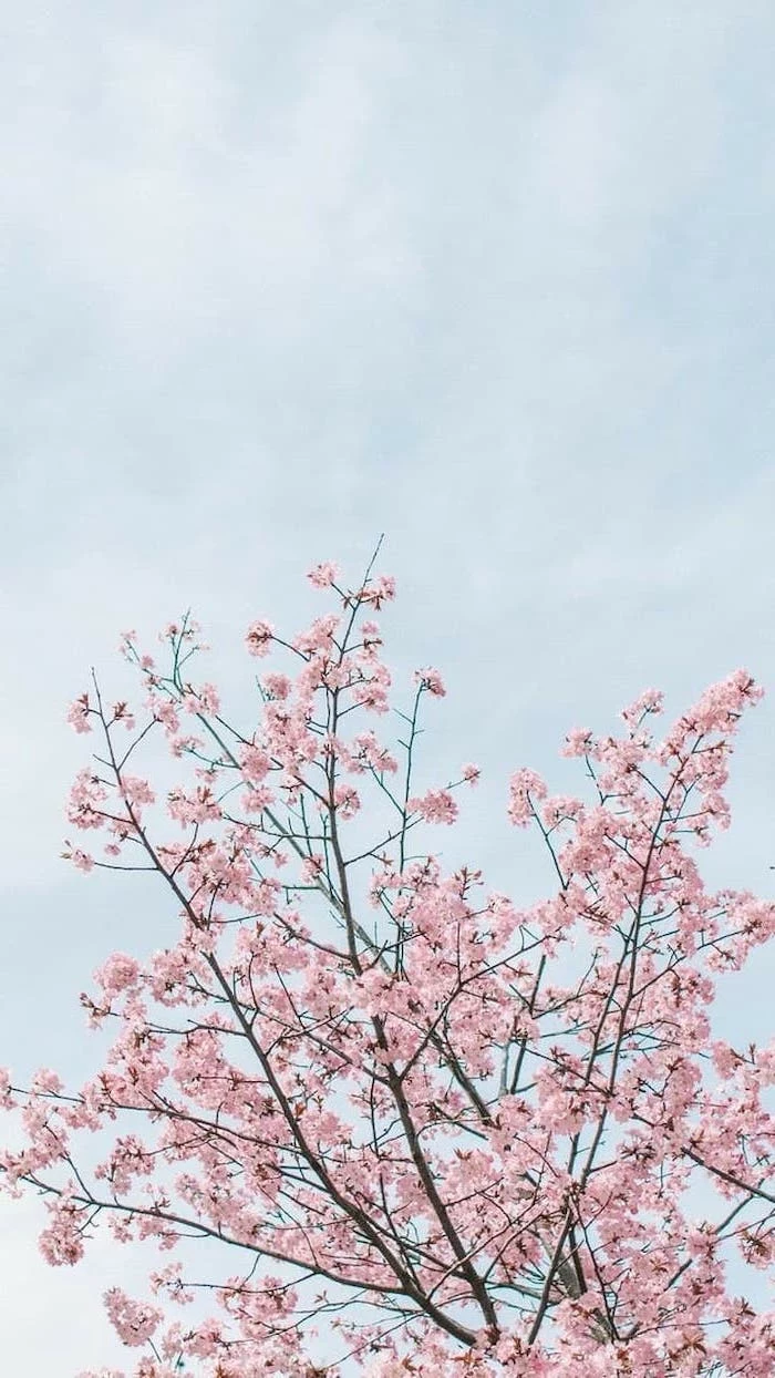 blue skies, blooming tree, pictures of spring, phone wallpaper, pink blooms