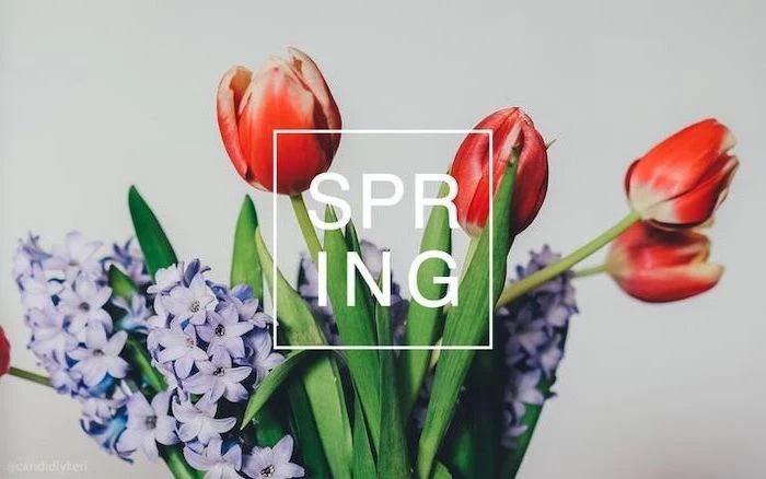 spring quote, red tulips, blue hyacinth flower, in the background, spring cover photo, white background