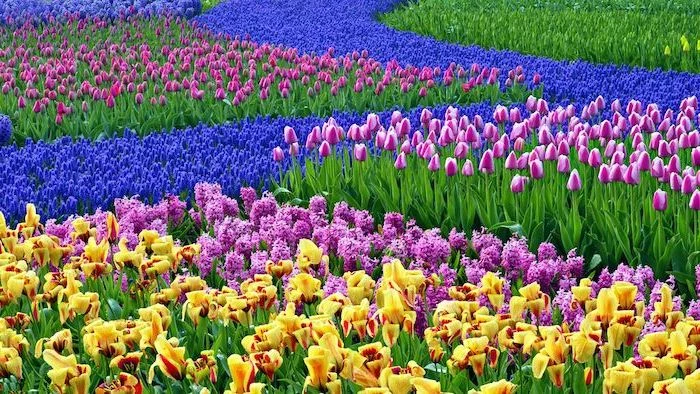 spring desktop background, blue, purple, yellow tulips field, different colours of tulips