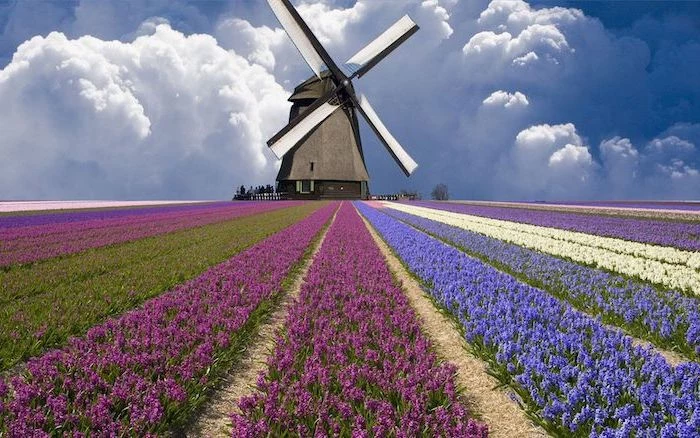 tulip field, with purple blue and white tulips, spring backgrounds, windmill in the middle, many clouds