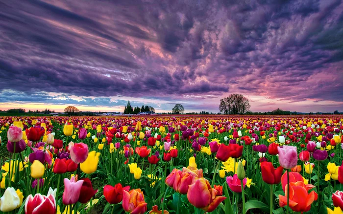 purple skies, spring desktop background, tulip field, filled with different colours of tulips