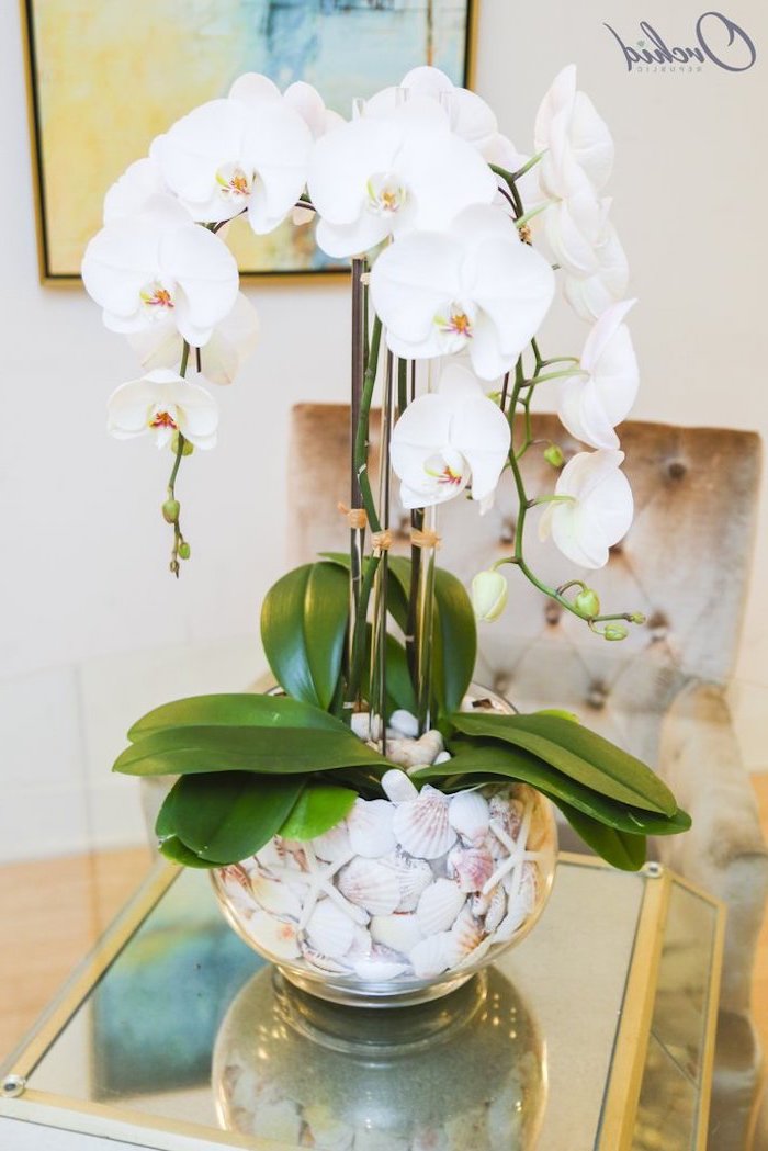 mason jar flower arrangements, white orchids, in a glass round vase, filled with seashells