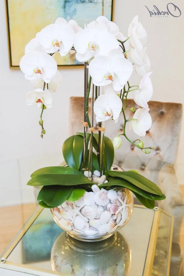 mason jar flower arrangements, white orchids, in a glass round vase, filled with seashells