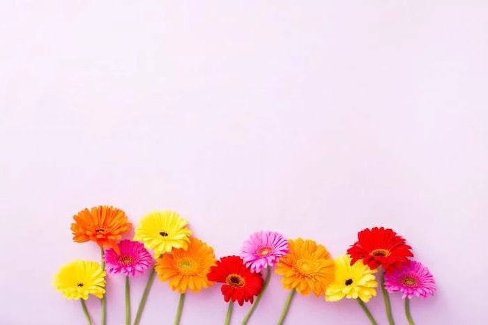 pink background, spring desktop background, yellow orange and pink gerberas, at the bottom