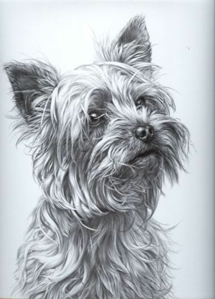 dog portrait, easy things to draw, black and white, pencil sketch