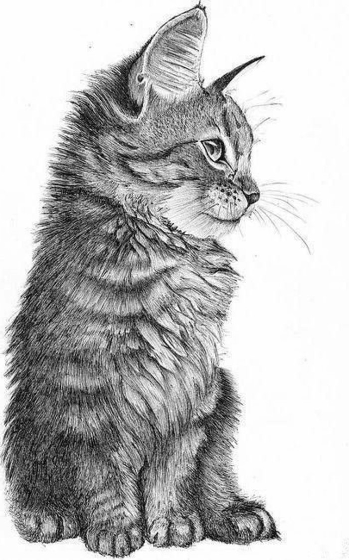 cat sketches in pencil