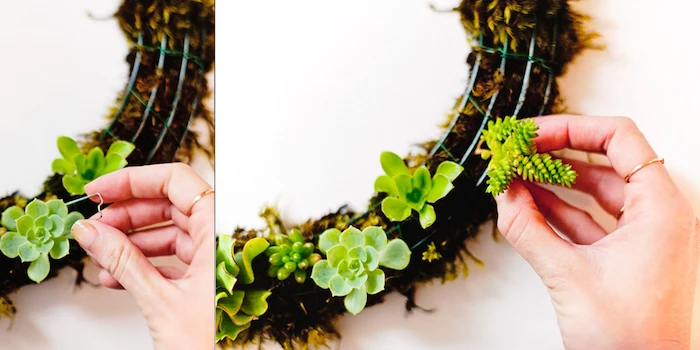 diy tutorial, step by step, housewarming gifts for men, diy succulents wreath