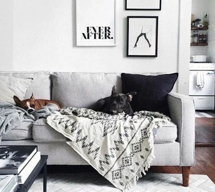 framed hanging art, light gray walls, two dogs, sitting on a grey sofa, white carpet, wooden floor