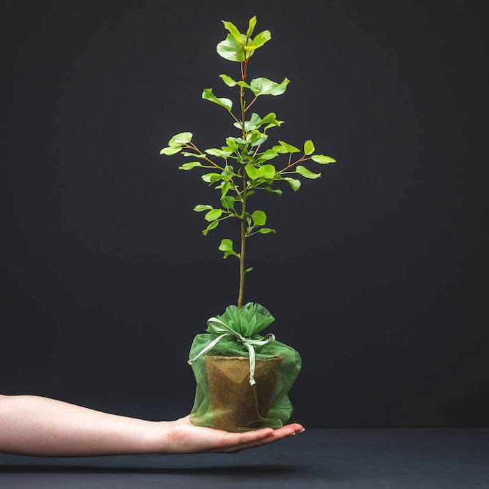 black background, potted plant, hand holding it, unique housewarming gifts
