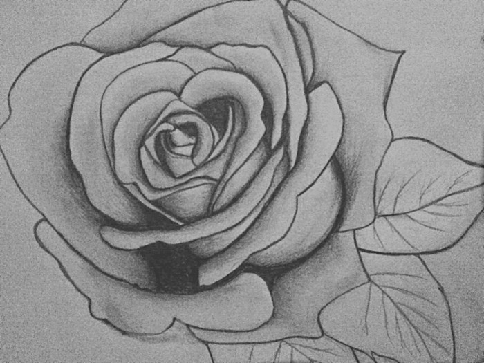 black and white, pencil sketch of a rose, how to draw hair