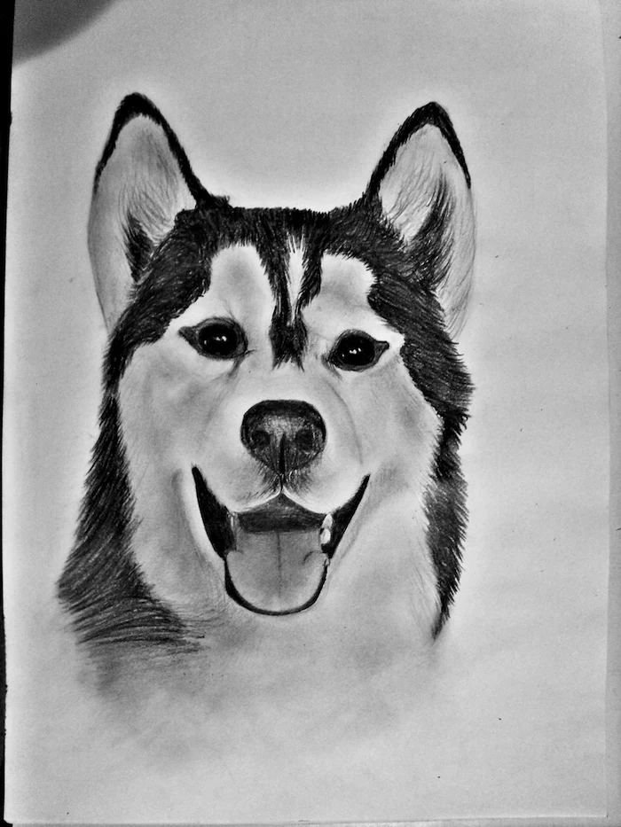 husky dog, how to draw cool things, black and white, pencil sketch, white background, cool pictures to draw for beginners