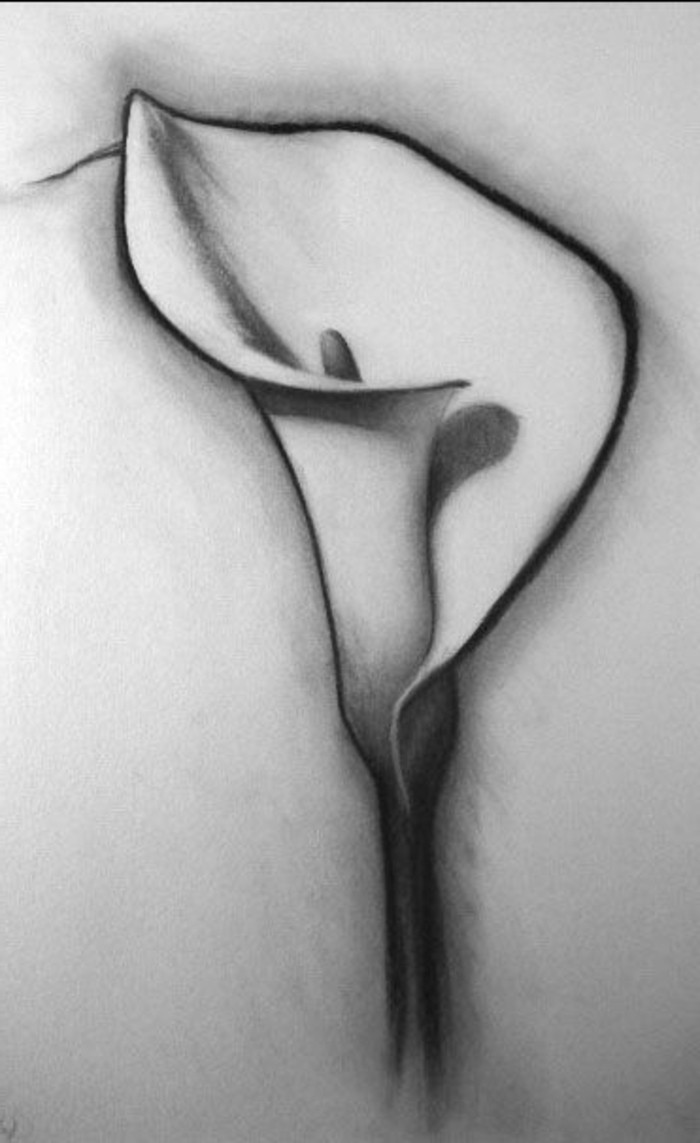 lily flower, black and white, easy things to draw, pencil sketch