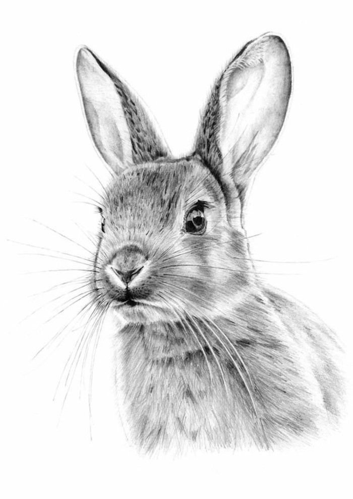 rabbit drawing, what should i draw, black and white, pencil sketch, white background