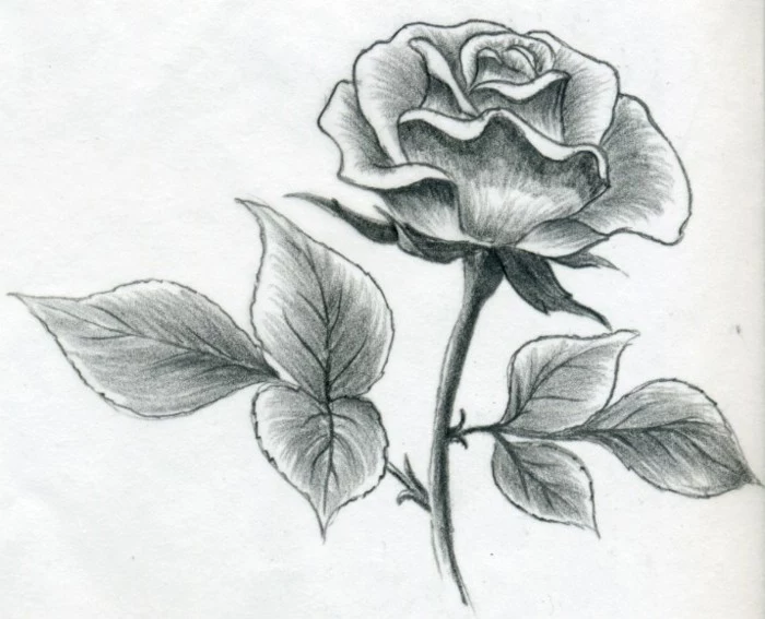 rose drawing, in black and white, what should i draw, pencil sketch