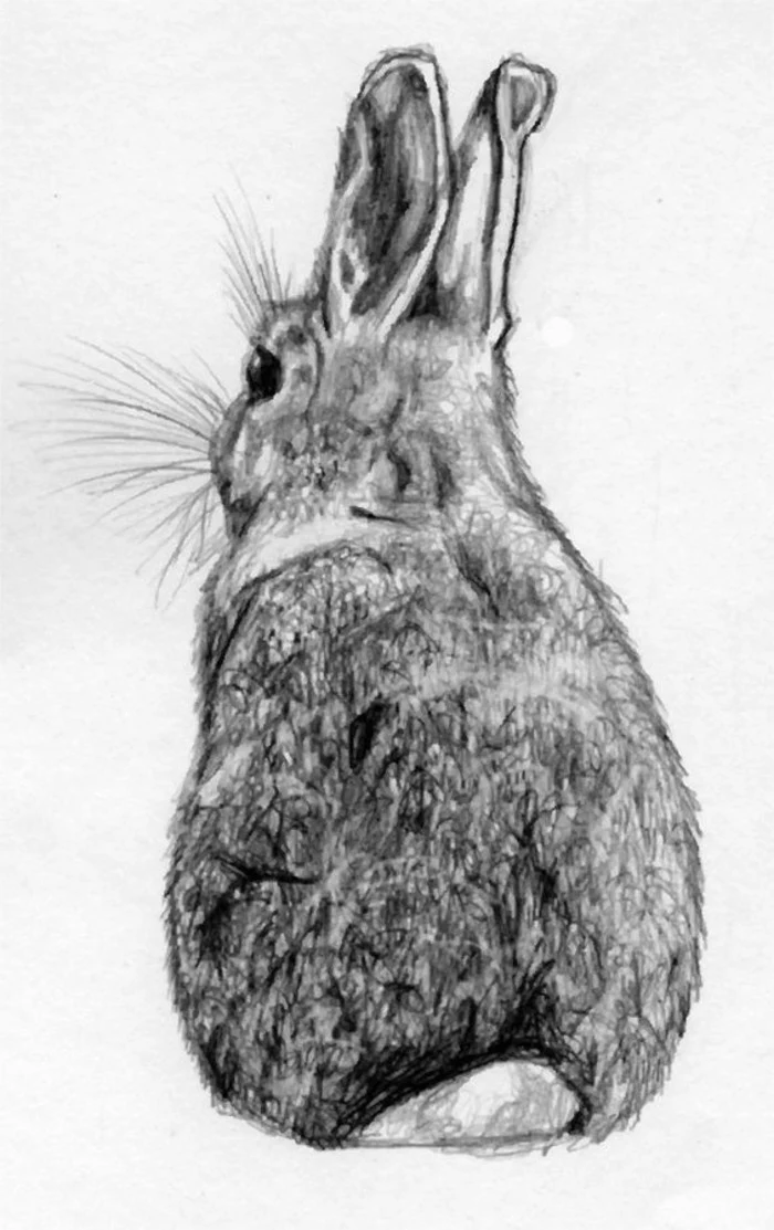 rabbit drawing, white background, how to draw a face, pencil sketch, in black and white