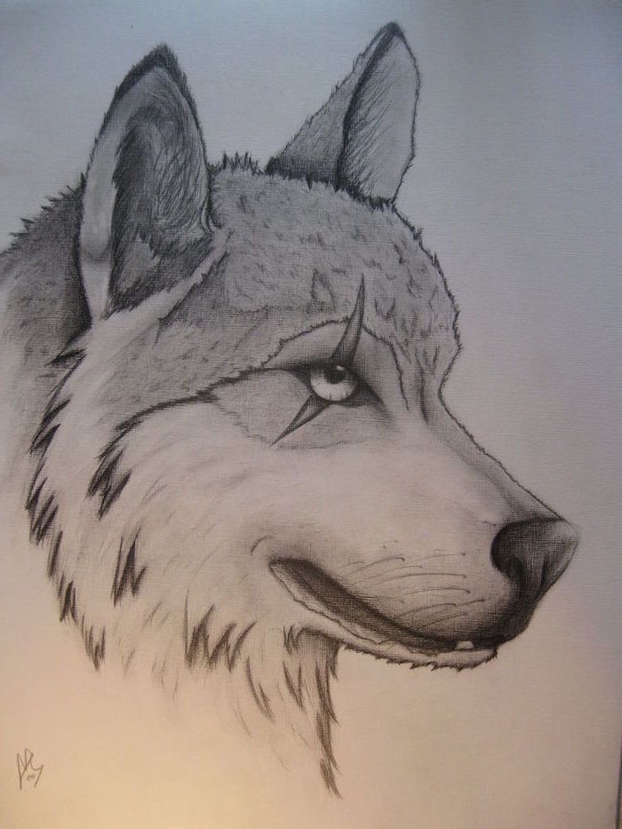 how to draw step by step for beginners, wolf head, eye scar, black and white, pencil sketch