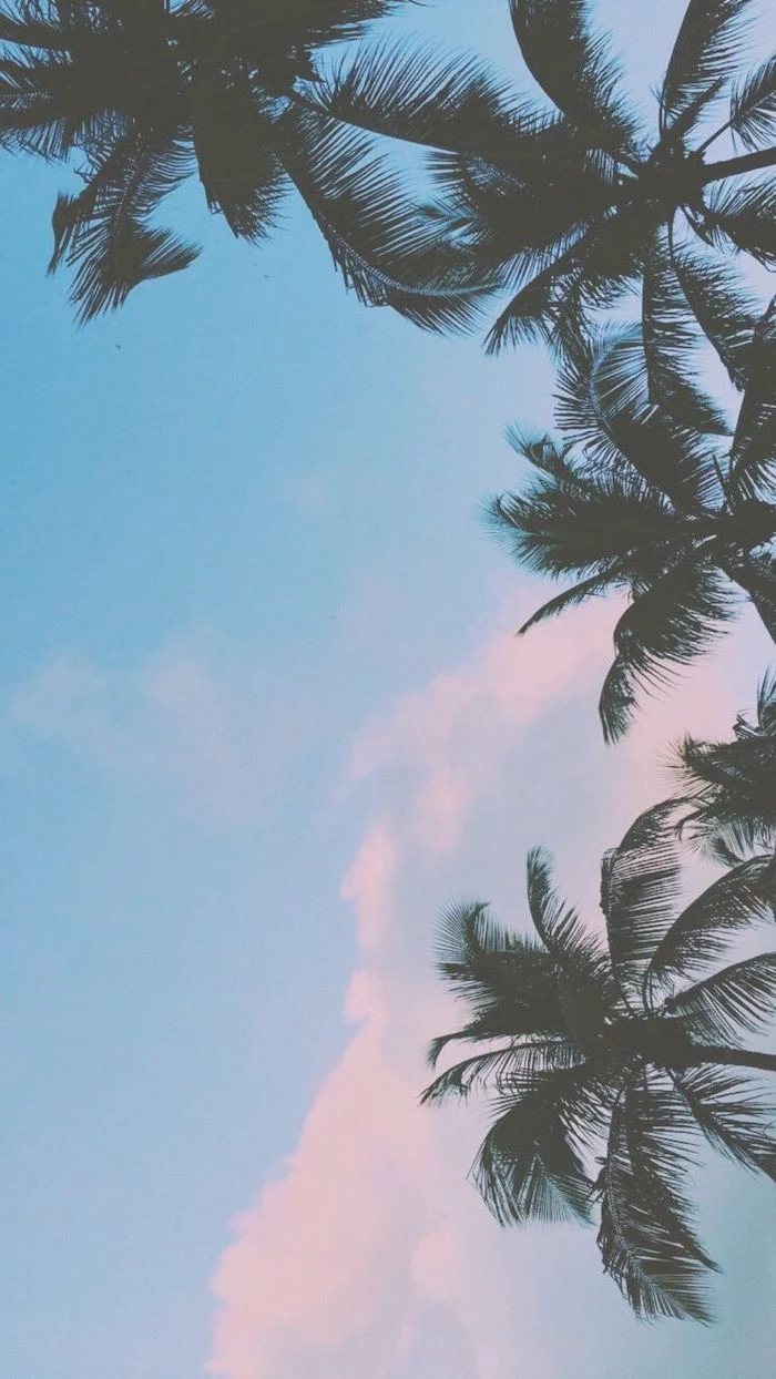 cute iphone wallpapers, blue sky, tall palm trees