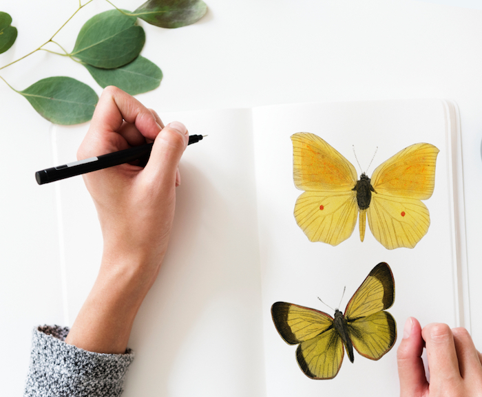 butterflies drawing, on a white notebook, beach tumblr, black pencil