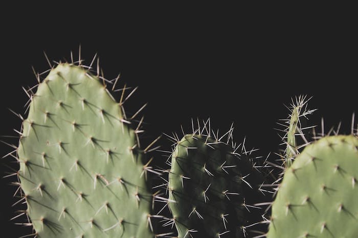 green cactuses, black background, cute tumblr wallpapers