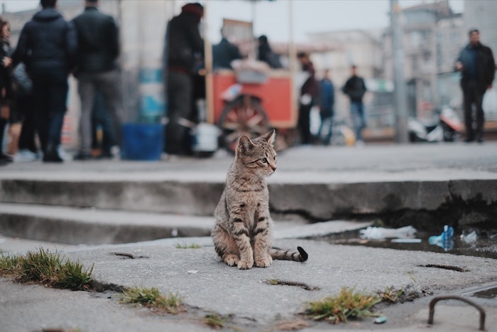 cute tumblr wallpapers, cat standing, on a cement block, in black and grey, people in the background