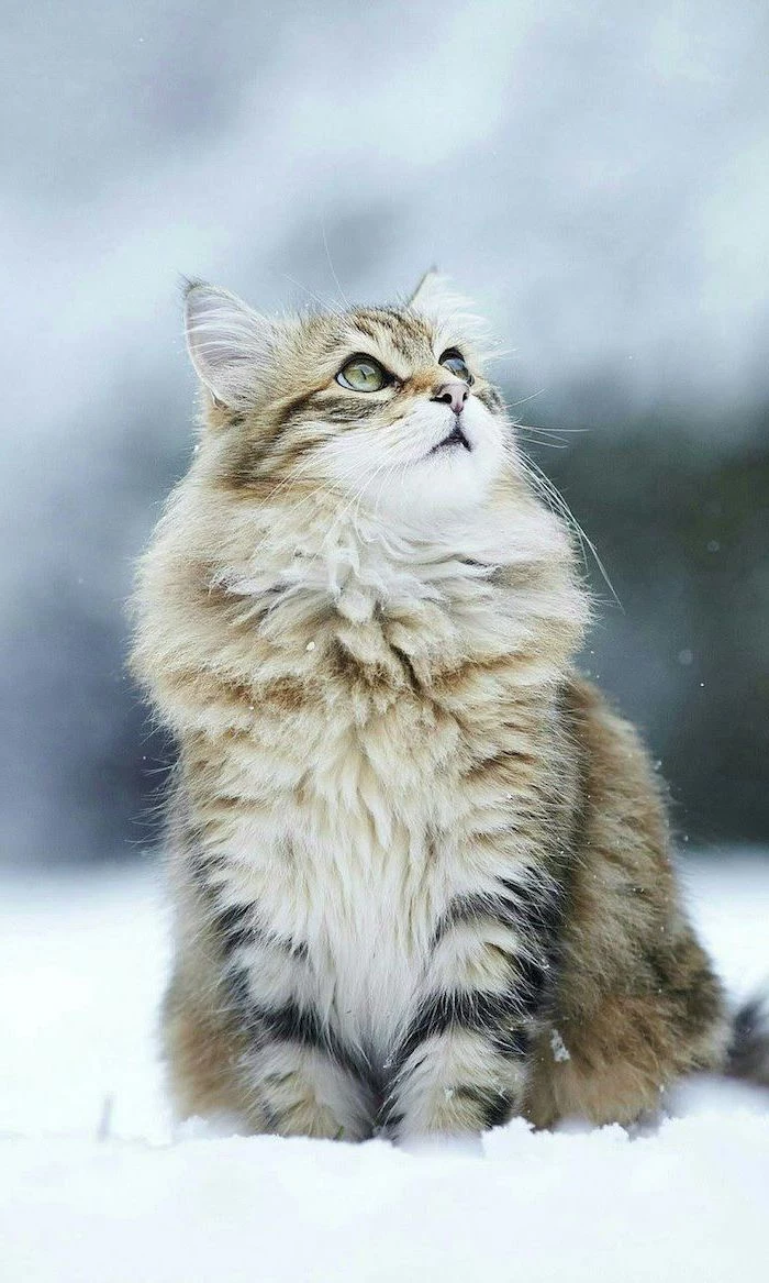 cat looking up, cute tumblr backgrounds, standing in the snow