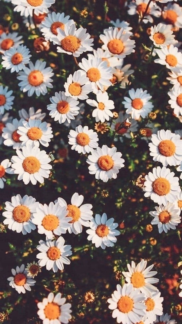 white daisies, pink iphone wallpaper