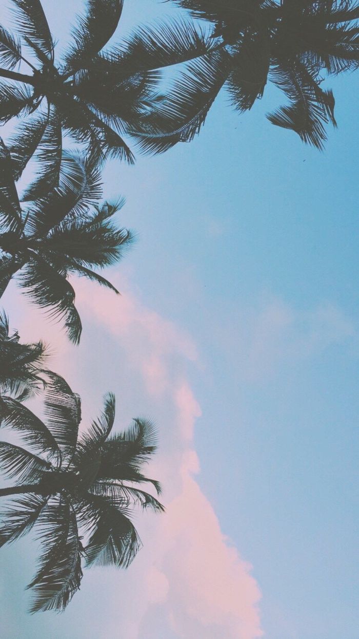 cool backgrounds tumblr, tall palm trees, blue sky