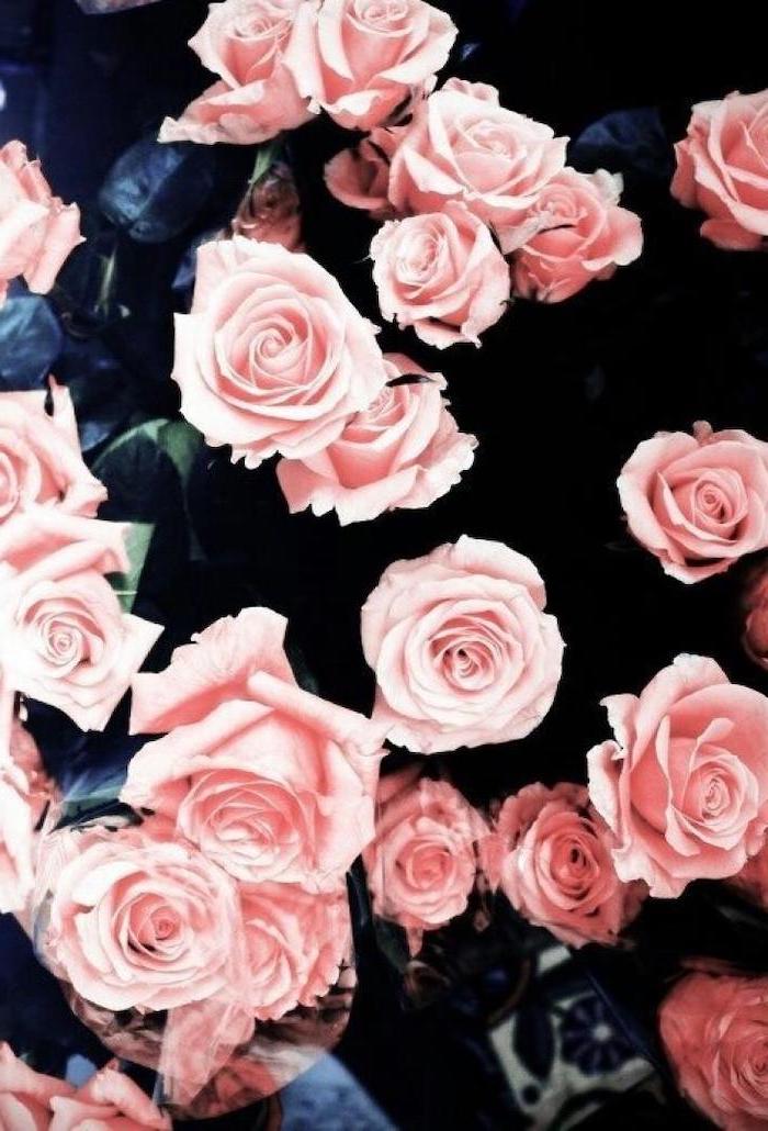 pretty iphone wallpaper, pink roses bush