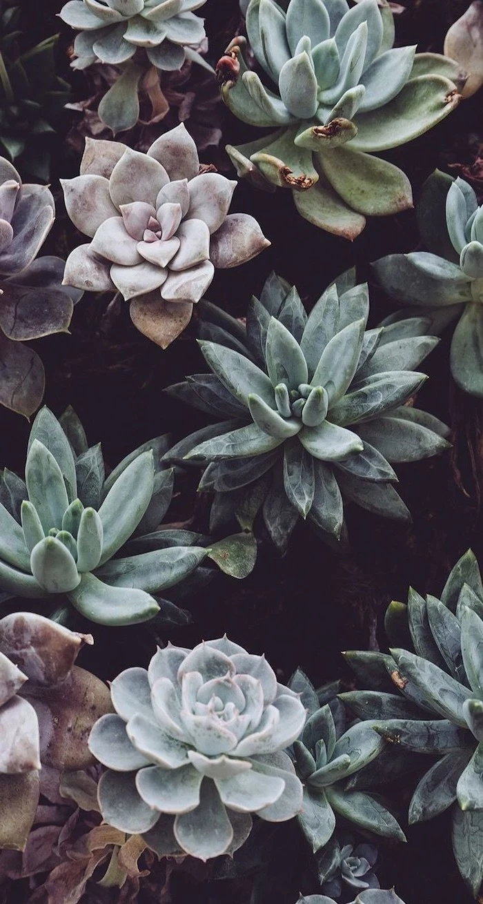 different succulents, black background, aesthetic iphone wallpaper