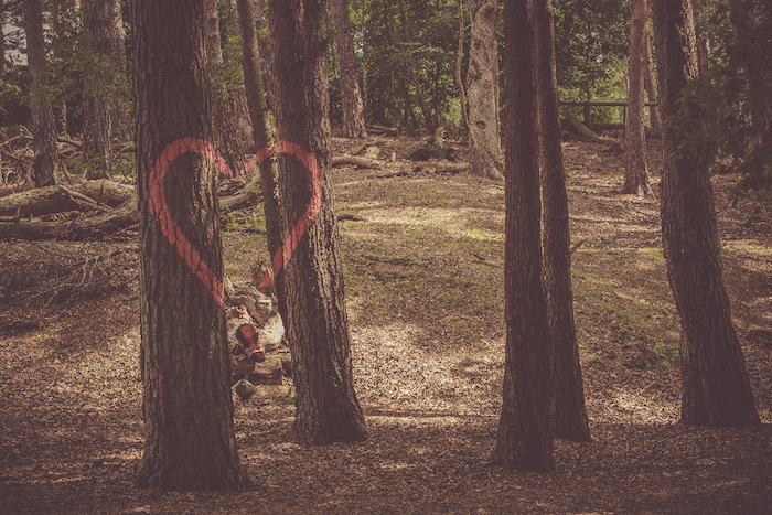 tall trees, forest landscape, red heart drawing, tumblr screensavers