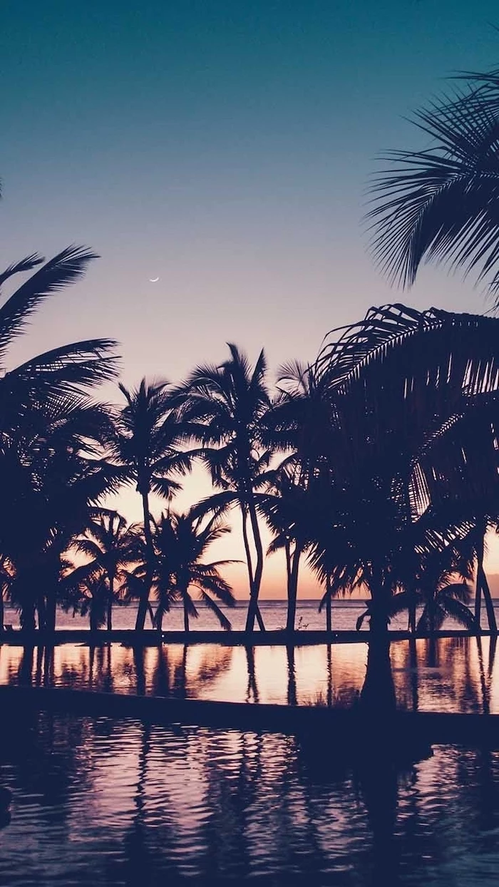 sunset sky, girly wallpapers, black palm trees, in the water