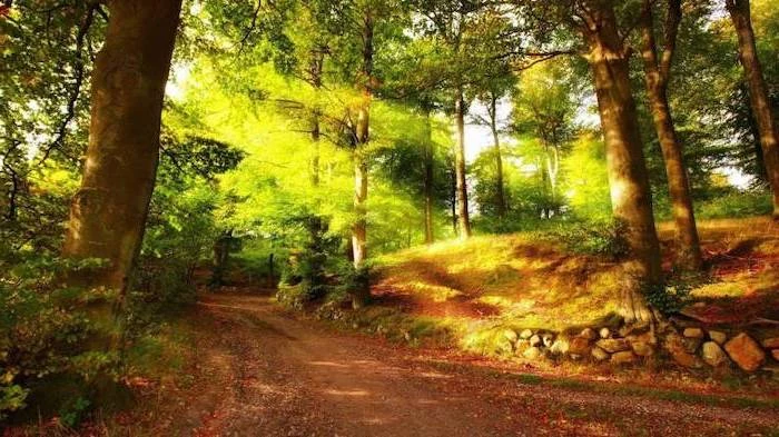 sun shining, through the trees, cute desktop backgrounds, path through the forest
