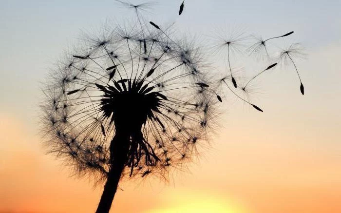 dandelion flower, seeds flying, cute desktop backgrounds, sunset sky
