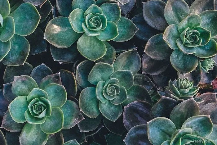 green succulents, arranged together, cool wallpapers