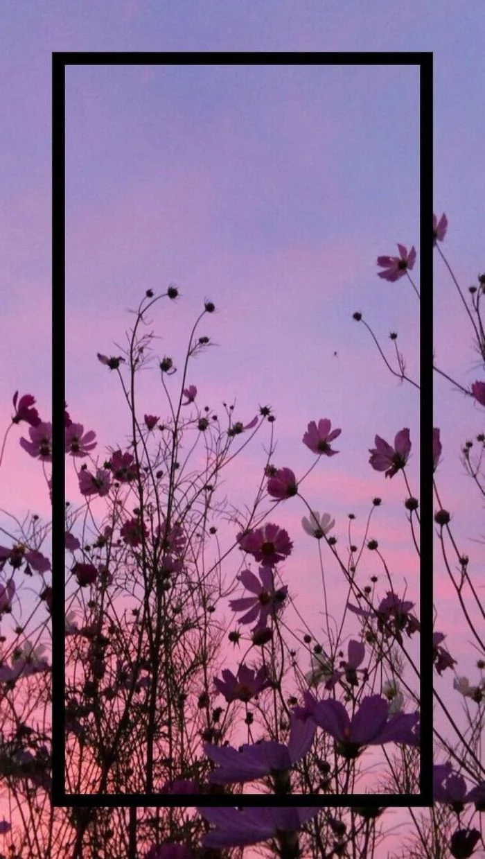 sunset sky, purple flowers, purple and pink sky, cute lockscreens
