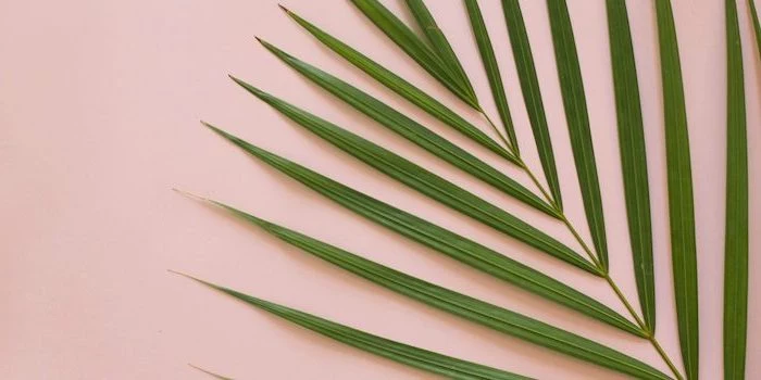 green palm tree leaf, on a pink background, cool wallpapers