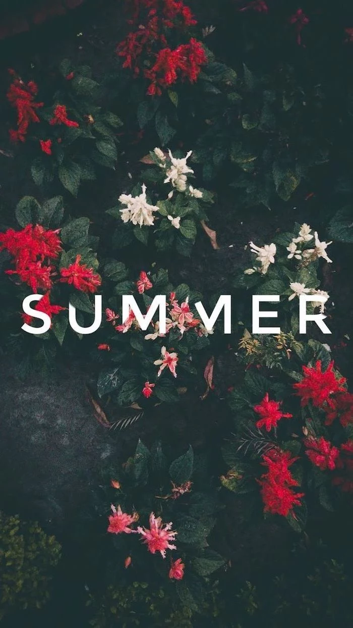 cute phone backgrounds, floral wallpaper, summer wallpaper, red flowers, dark green bushes