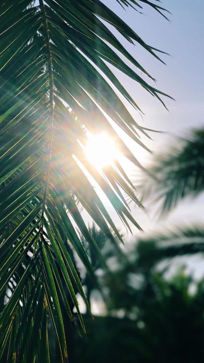 sun shining, through a palm leaf, summer wallpaper, palm trees, in the background