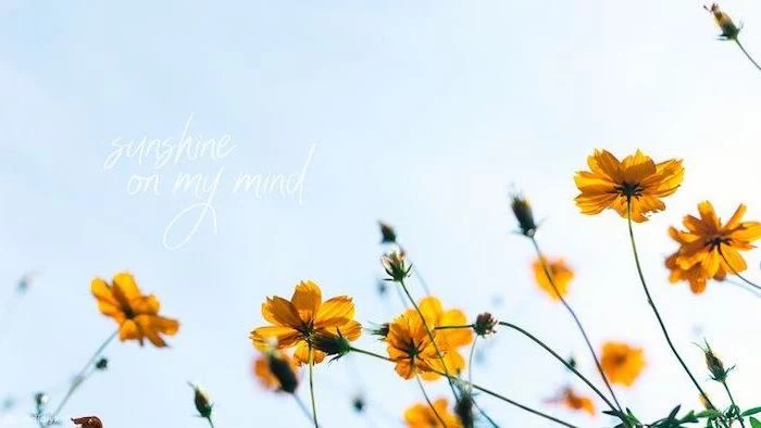 sunshine on my mind, rose gold iphone wallpaper, yellow flowers, blue sky