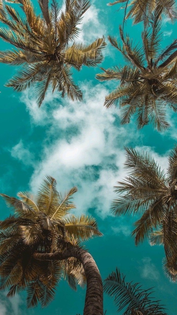 cute computer backgrounds, tall palm trees, blue sky, white clouds
