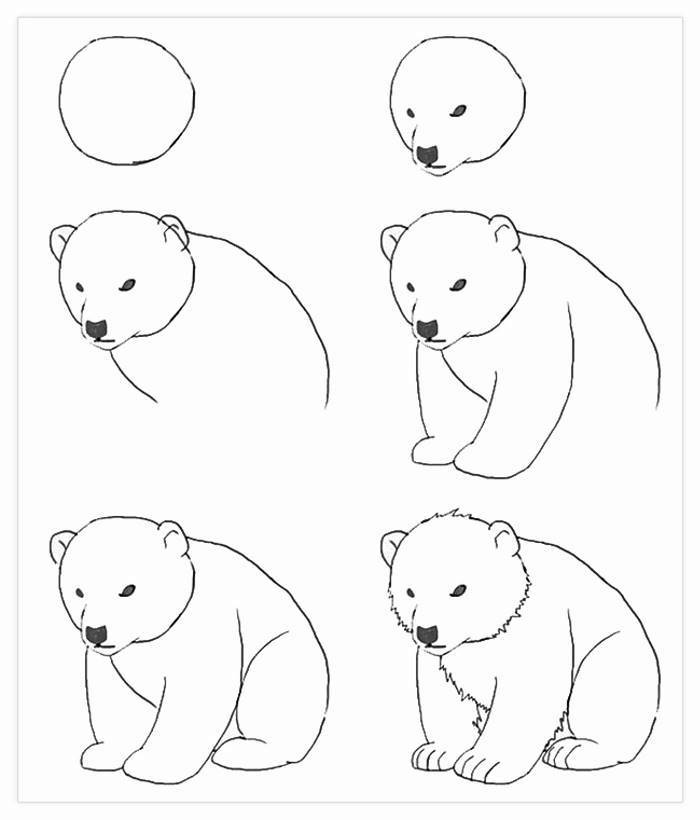 black and white sketch, drawing images, how to draw a bear, step by step, diy tutorial