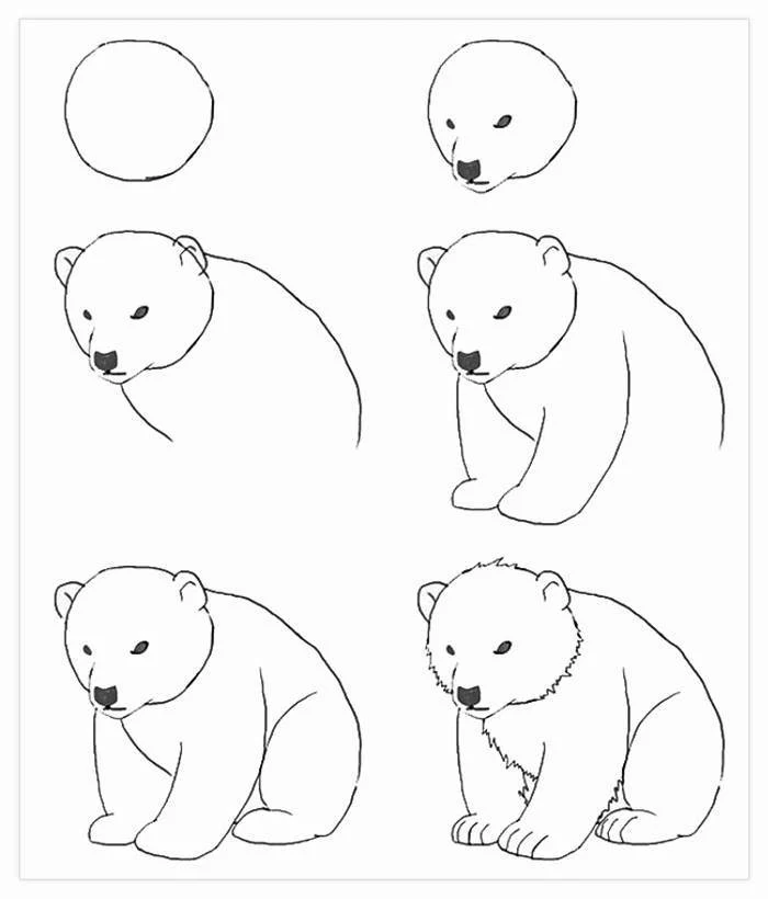 black and white sketch, drawing images, how to draw a bear, step by step, diy tutorial