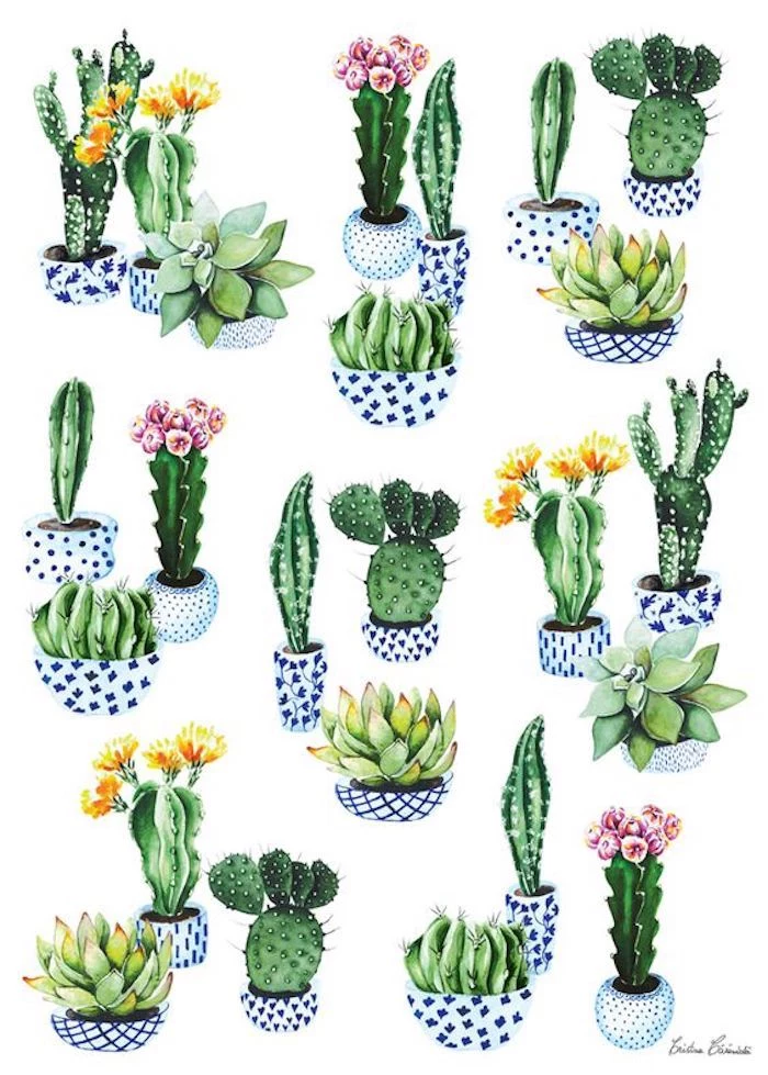 pots of cactuses, different succulents, traceable pictures, colorful pots, white background