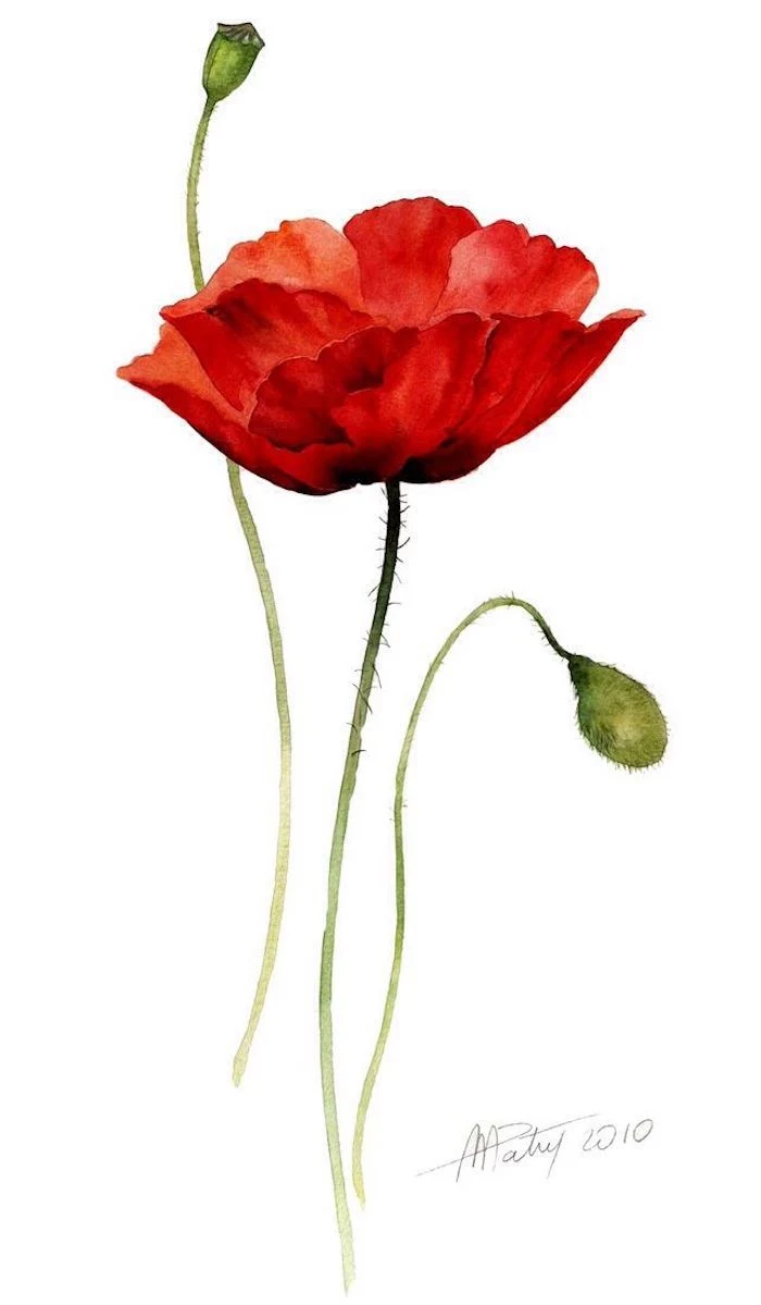 poppy flower drawing, pictures of drawings, white background, red and green paint