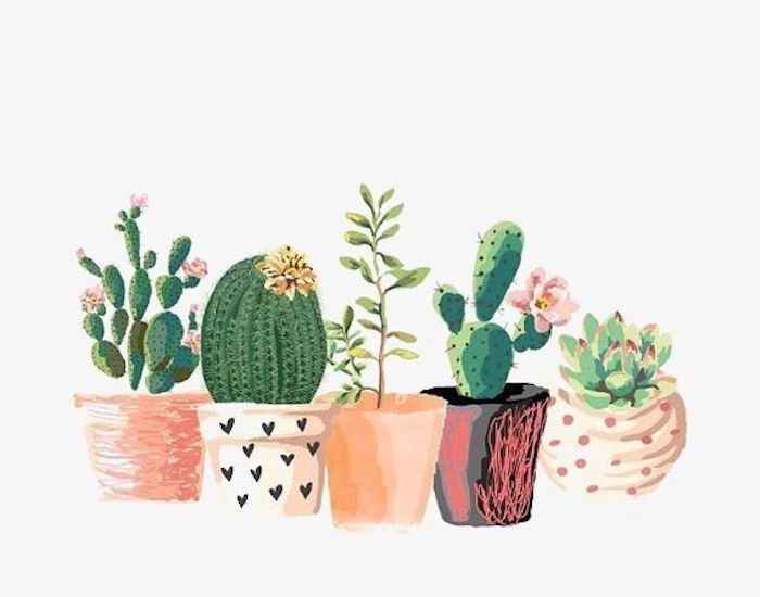 pots of cactuses, different succulents, pictures of drawings, colorful pots, white background