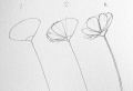 Easy flowers to draw – step-by-step tutorials + pictures