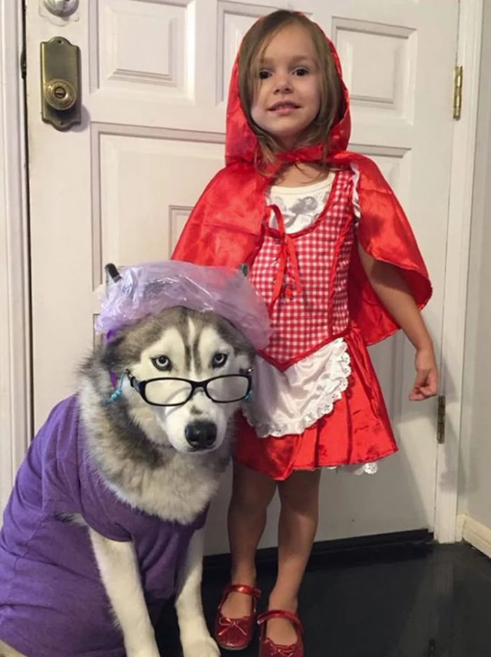 girl dressed as red riding hood, cute halloween costumes for girls, dog dressed as the wolf, with glasses